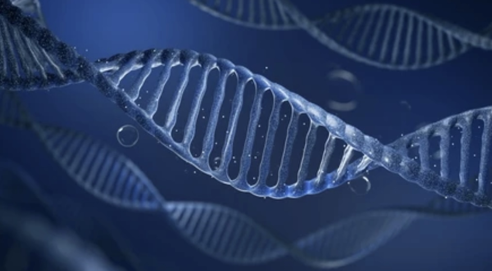Understanding the MTHFR Variant: Recommendations for Optimal Health